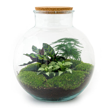 Planten terrarium - Bolder Bob - Ecosysteem plant - ↑ 30 cm