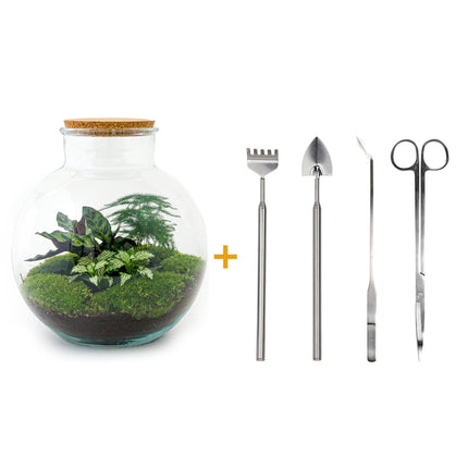 Planten terrarium - Bolder Bob - Ecosysteem plant - ↑ 30 cm