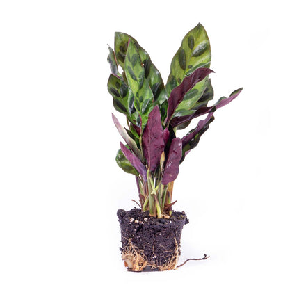 Calathea Lancifolia - Pauwenplant - Terrarium plant - Ø 6 cm