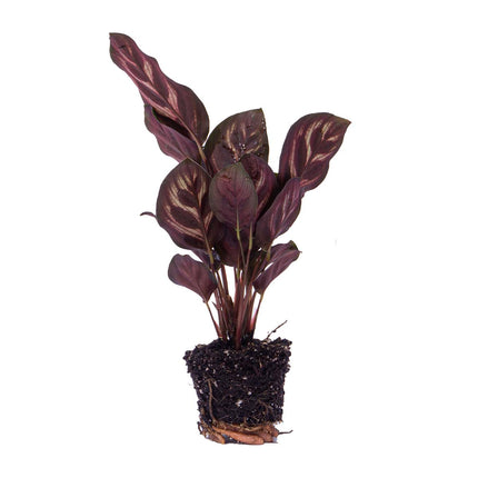 Calathea Makoyana - Pauwenplant - Terrarium plant - Ø 6 cm