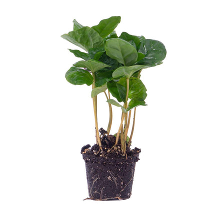 Coffea Arabica - Koffieplant - Terrarium plant - Ø 6 cm