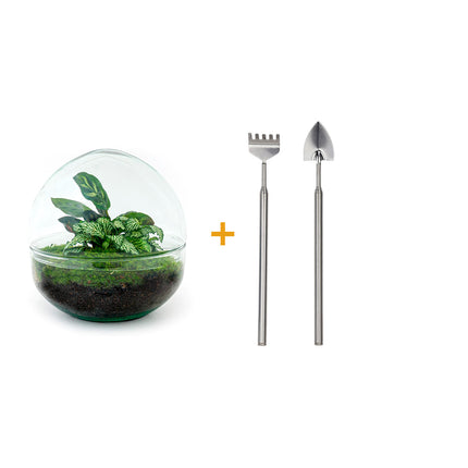 Planten terrarium - DIY - Dome - Ecosysteem plant - ↑ 20 cm