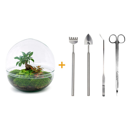 Planten terrarium - DIY - Dome XL - Ficus Ginseng Bonsai - Ecosysteem plant - ↑ 30 cm