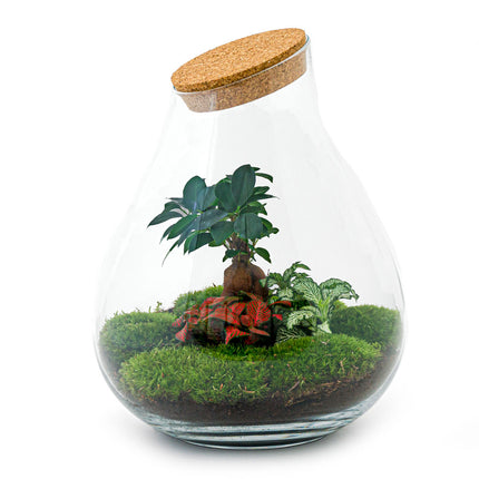 Ecosysteem plant - Drop XXL Bonsai - Planten terrarium - ↑ 43 cm