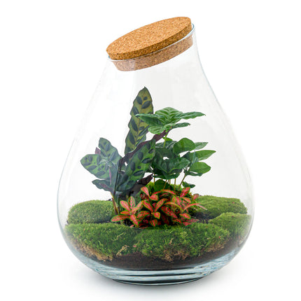 Ecosysteem plant - Drop XL Red - Planten terrarium - ↑ 37 cm