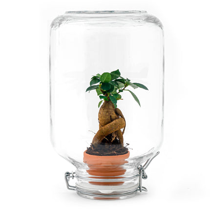 Easyplant - Ficus Ginseng bonsai - Planten terrarium - Mini-ecosysteem