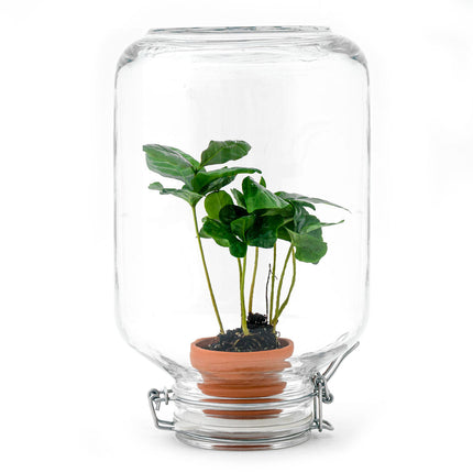 Easyplant - Asparagus - Planten terrarium - Mini-ecosysteem