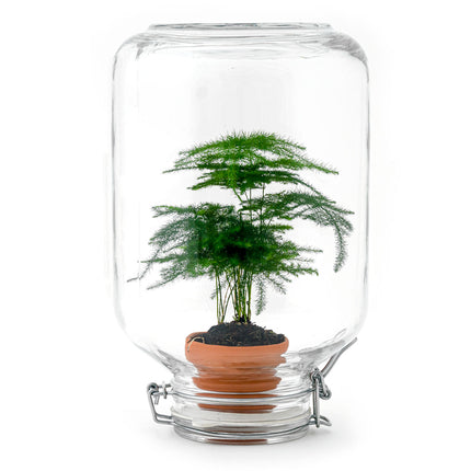 Easyplant - Ficus Ginseng bonsai - Planten terrarium - Mini-ecosysteem