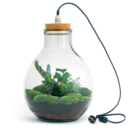 Planten terrarium - Big Paul Jungle - Mini-ecosysteem - ↑ 42 - 52 cm