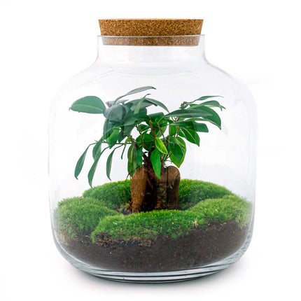 Planten terrarium - Billie Bonsai - Ecosysteem plant - ↑ 29 cm