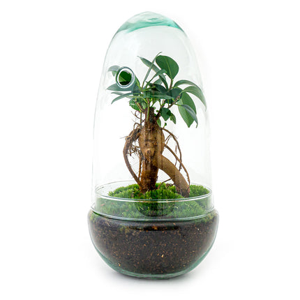 Planten terrarium - DIY - Egg Bonsai - Ecosysteem plant - ↑ 25 cm