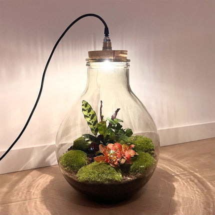 Planten terrarium - Big Paul Red - Mini-ecosysteem - ↑ 42 - 52 cm