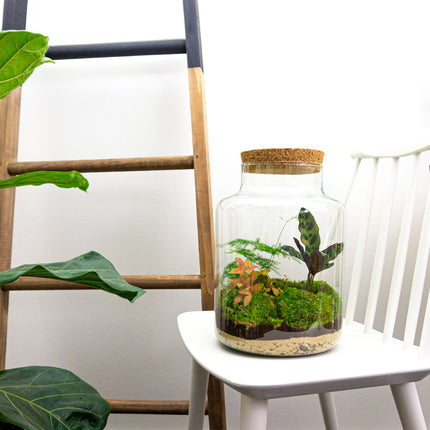 Melkbus met planten. DIY terrarium kit om thuis via stappenplan een ecosysteem te maken.