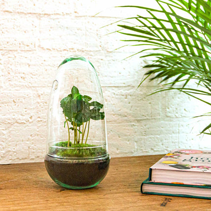 Planten terrarium - DIY - Egg Coffea Arabica - Ecosysteem plant - ↑ 25 cm