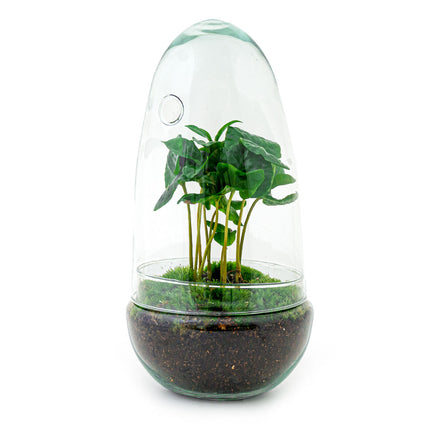 Planten terrarium - DIY - Egg Coffea Arabica - Ecosysteem plant - ↑ 25 cm