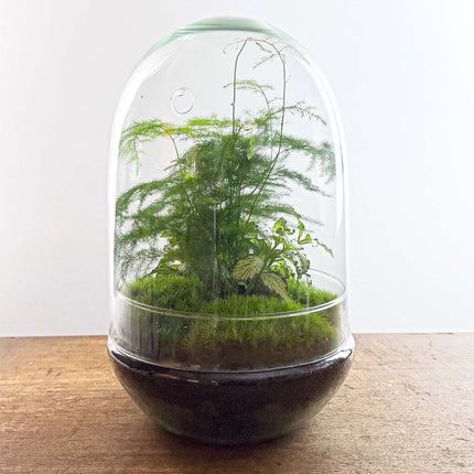 Planten terrarium - Egg XL - Ecosysteem plant - ↑ 30 cm
