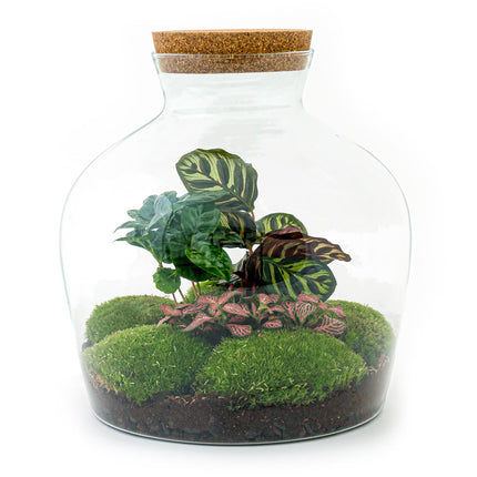 Ecosysteem plant - Fat Joe Coffea - Planten terrarium - ↑ 30 cm