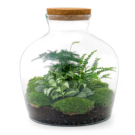 Ecosysteem plant - Fat Joe Groen - Planten terrarium - ↑ 30 cm
