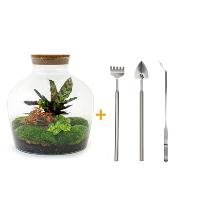 Ecosysteem plant - DIY - Fat Joe Red - Planten terrarium - ↑ 30 cm