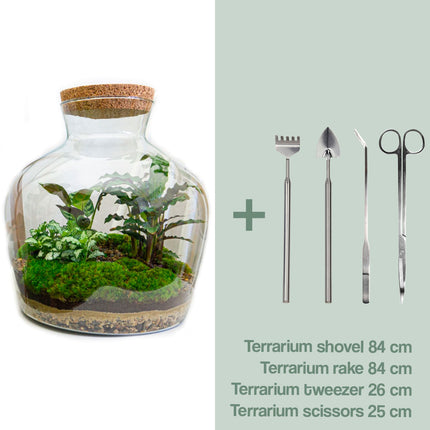 Planten terrarium - Fat Joe - Ecosysteem plant - ↑ 30 cm