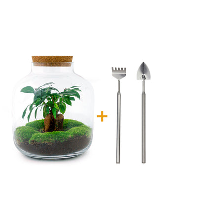 Planten terrarium - Billie Bonsai - Ecosysteem plant - ↑ 29 cm