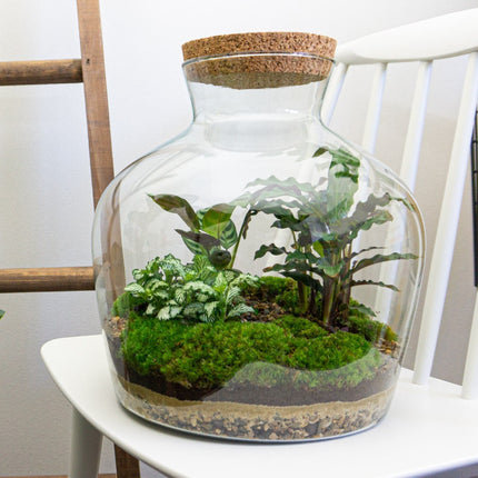 Terrarium DIY Kit • Ecosystem with plants  • ↑ 27 cm  • Fat Joe
