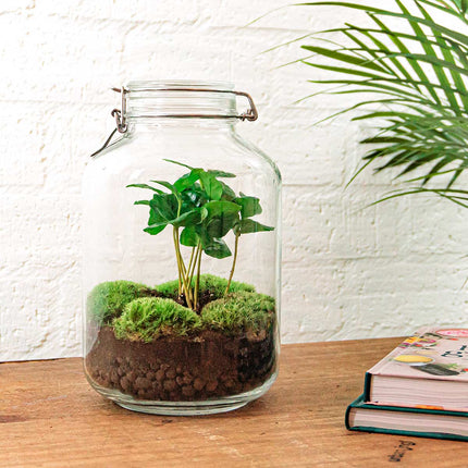 Jar - Coffea Arabica -  Planten terrarium - DIY - ↑ 28 cm
