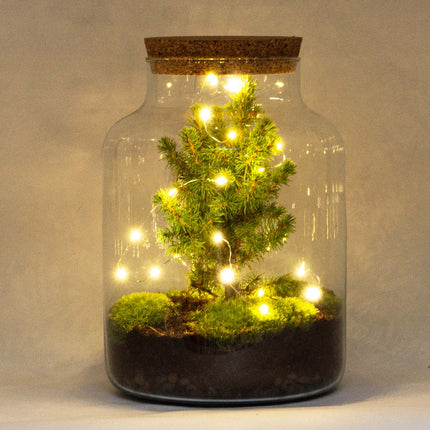 Milky Christmas - Planten terrarium met kerstboom en verlichting - ↑ 30 cm