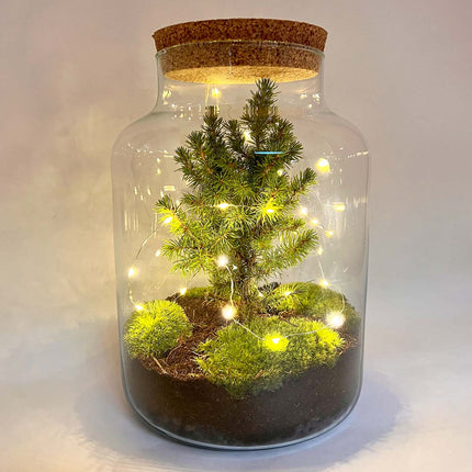 Milky Christmas - Planten terrarium met kerstboom en verlichting - ↑ 30 cm