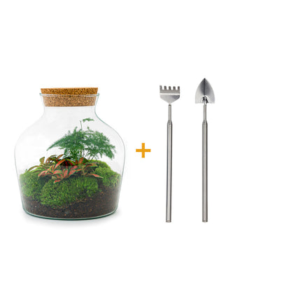 Planten terrarium - Little Joe - Ecosysteem plant - ↑ 21,5 cm