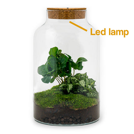 Planten terrarium - DIY - Milky Coffea met lamp - Ecosysteem plant - ↑ 31 cm