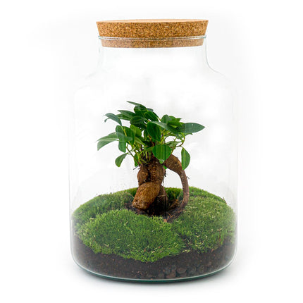 Ecosysteem plant - Milky met bonsai - Planten terrarium - ↑ 30 cm