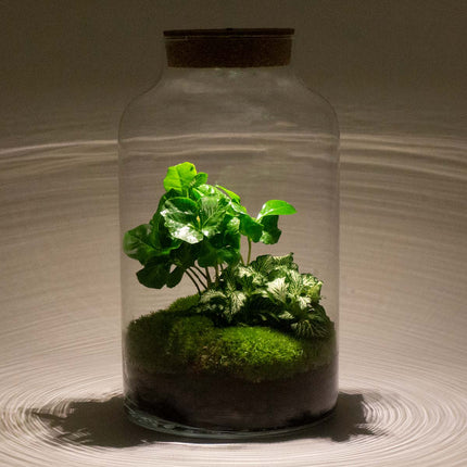 Planten terrarium - DIY - Milky Coffea met lamp - Ecosysteem plant - ↑ 31 cm