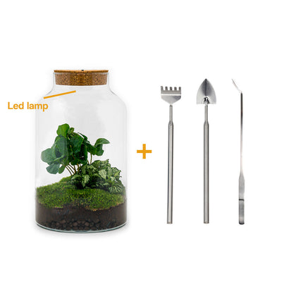 Planten terrarium - Kant-en-klaar - Milky Coffea met lamp - Ecosysteem plant - ↑ 31 cm