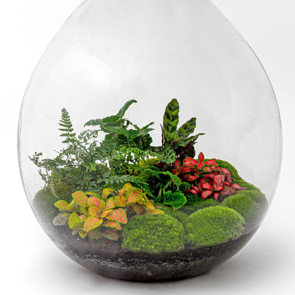 Planten terrarium Groot - Urban Jungle L - Mini-ecosysteem plant - Kant-en-klaar - ↑ 54 cm