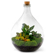 Planten terrarium Groot - Urban Jungle M - Mini-ecosysteem plant - Kant-en-klaar - ↑ 40 cm
