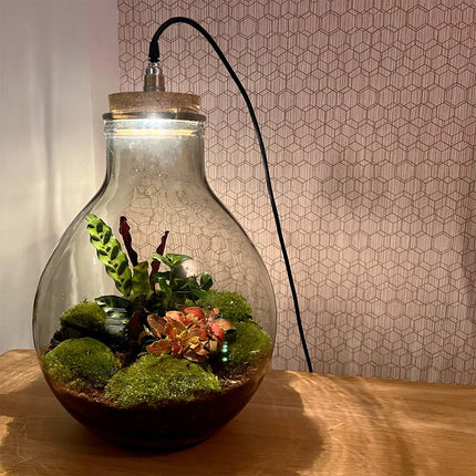 Planten terrarium - Big Paul Red met lamp - Kant-en-klaar - Mini-ecosysteem - ↑ 52 cm