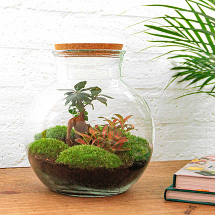 Planten terrarium - Teddy bonsai - Ecosysteem plant - ↑ 26,5 cm
