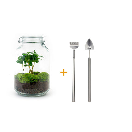 Jar - Coffea Arabica -  Planten terrarium - DIY - ↑ 28 cm