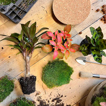 Planten terrarium - DIY - Sven Palm - Ecosysteem plant - ↑ 43 cm