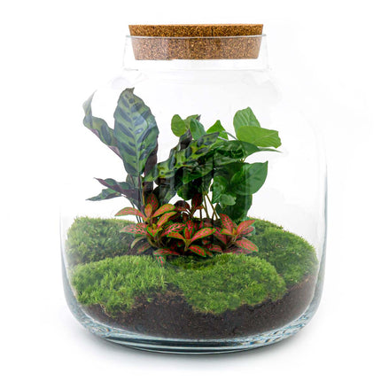 Planten terrarium - DIY - Botanical Billie - Ecosysteem plant - ↑ 30 cm