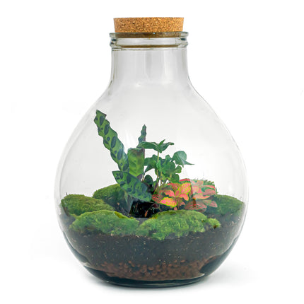 Planten terrarium - Big Paul Red - Kant-en-klaar - Mini-ecosysteem plant - ↑ 45 cm