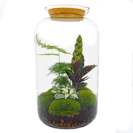 Planten terrarium - DIY - Botanical Sven XL - Ecosysteem plant - ↑ 43 cm