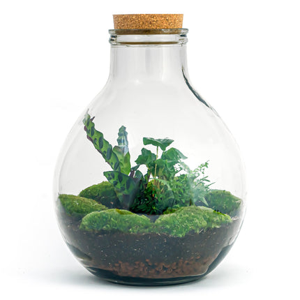 Planten terrarium - Big Paul Jungle - Kant-en-klaar - Mini-ecosysteem - ↑ 45 cm
