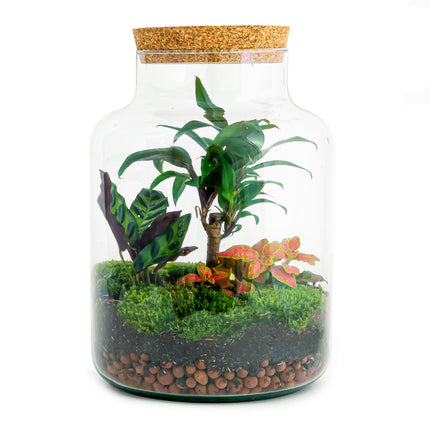 Planten terrarium - Milky Palm - Ecosysteem plant - ↑ 30 cm
