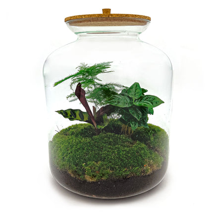 Planten terrarium - DIY - Lukas Botanisch XL - Ecosysteem plant - ↑ 33 cm
