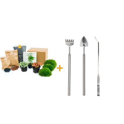 Planten terrarium pakket - Asparagus - Navulling & Startpakket- DIY