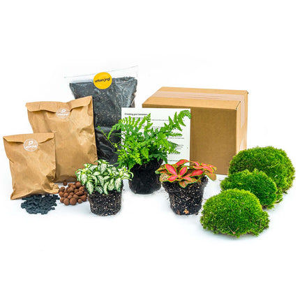 Planten terrarium pakket Varen - Navulling & Startpakket- DIY