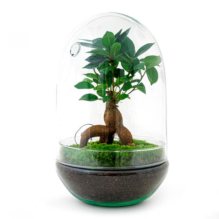 Planten terrarium - DIY - Egg XL Bonsai - Ecosysteem plant - ↑ 30 cm