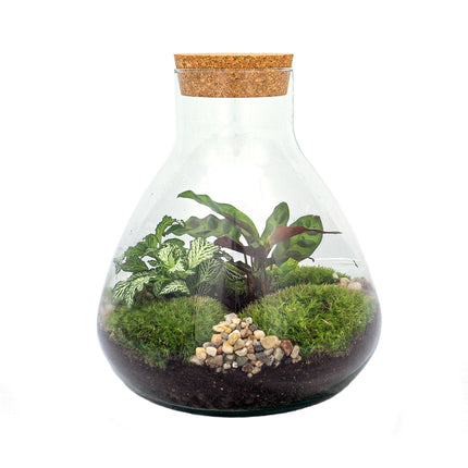 Planten terrarium - Sammie - Ecosysteem plant - ↑ 27 cm